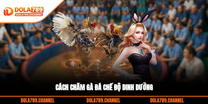 Cách chăm gà đá chế độ dinh dưỡng Cách chăm gà đá chế độ dinh dưỡng