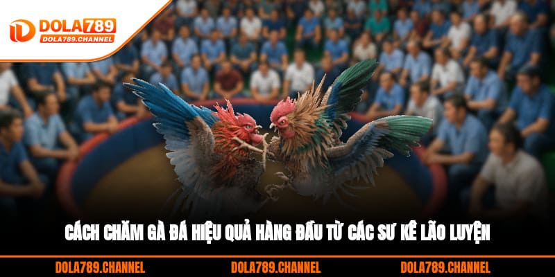 Cách Chăm Gà Đá Hiệu Quả Hàng Đầu Từ Các Sư Kê Lão Luyện