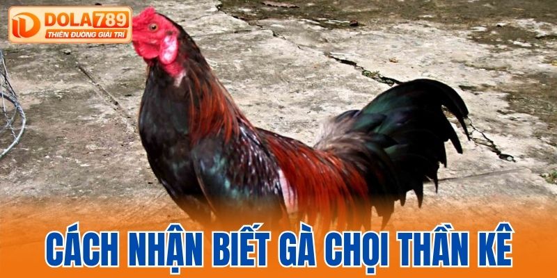 cách nhận biết gà chọi thần kê