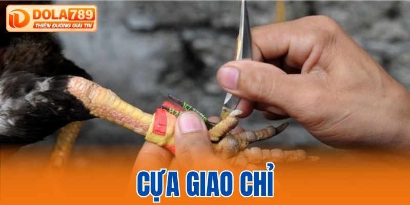 Cựa Giao Chỉ