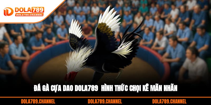 Đá Gà Cựa Dao DOLA789 - Hình Thức Chọi Kê Mãn Nhãn
