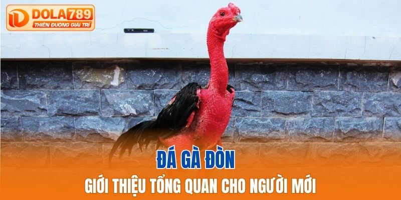 Đá gà đòn giới thiệu tổng quan cho người mới