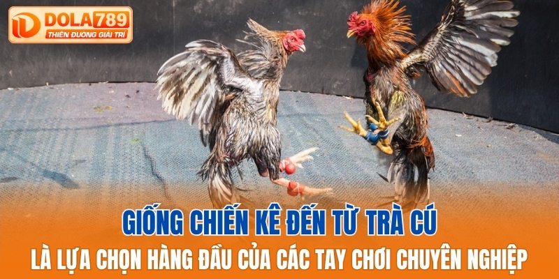 Đây là lựa chọn hàng đầu của các tay chơi chuyên nghiệp