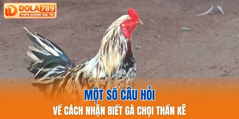 Một số câu hỏi về cách nhận biết gà chọi thần kê