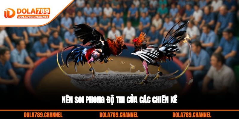Nên soi phong độ thi của các chiến kê Nên soi phong độ thi của các chiến kê