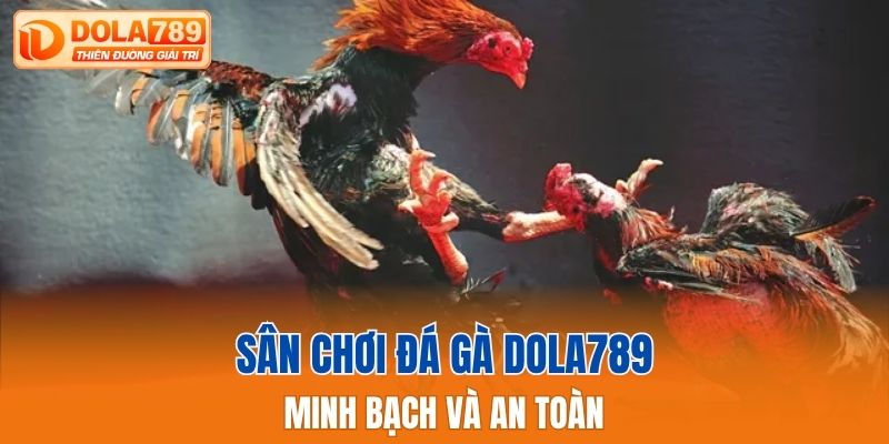 Sân chơi đá gà Dola789 minh bạch và an toàn