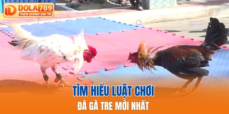 Tìm hiểu luật chơi đá gà tre mới nhất