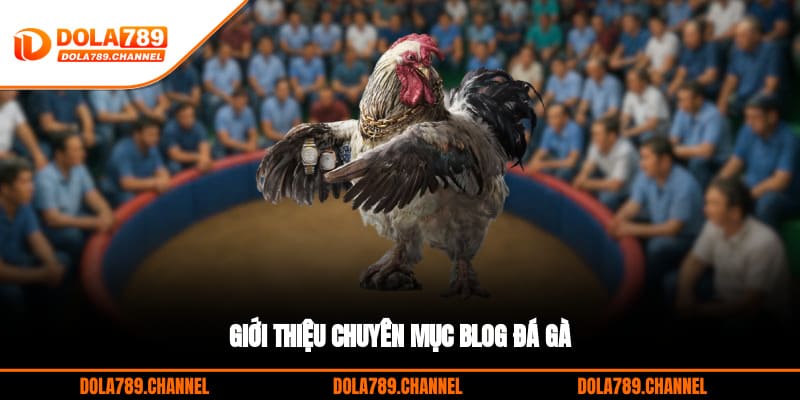 Giới thiệu chuyên mục Blog đá gà Giới thiệu chuyên mục Blog đá gà