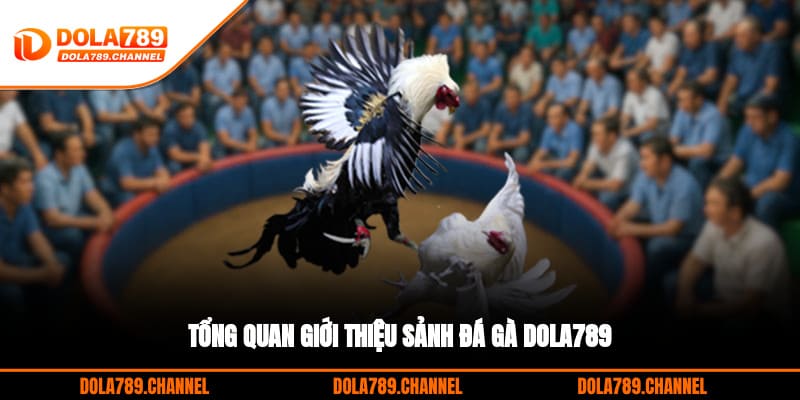 Tổng quan giới thiệu sảnh đá gà DOLA789 Tổng quan giới thiệu sảnh đá gà DOLA789